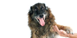 iStock-511972095-vita-con-un-cane-anziano