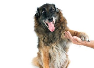 iStock-511972095-vita-con-un-cane-anziano