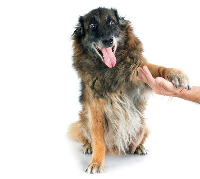 iStock-511972095-vita-con-un-cane-anziano