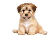 iStock-611308904-cucciolo-fasi-sviluppo-educazione