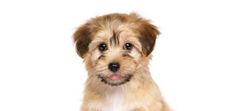 iStock-611308904-cucciolo-fasi-sviluppo-educazione