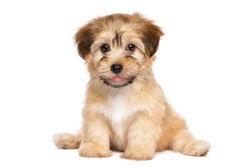 I periodi di sviluppo del cucciolo iStock-611308904-cucciolo-fasi-sviluppo-educazione