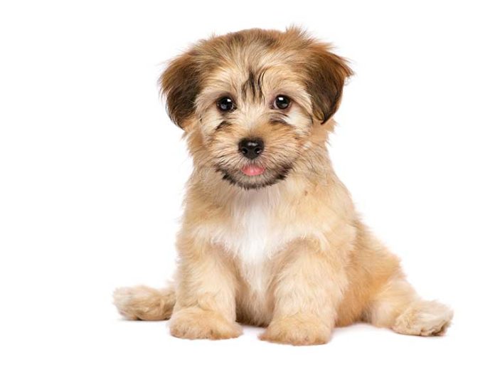 iStock-611308904-cucciolo-fasi-sviluppo-educazione