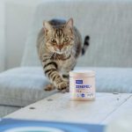 stress-nei-gatti-segnali