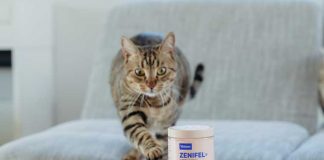 stress-nei-gatti-segnali