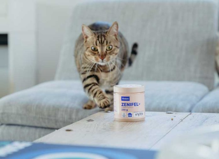 stress-nei-gatti-segnali