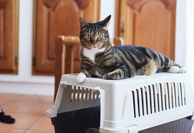 Stess dovuto da trasportino