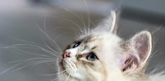 alimentazione-gatto