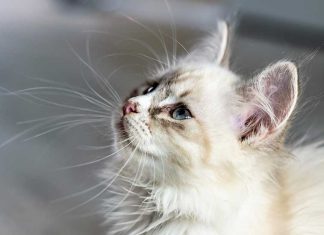 Necon Crispy per gatti alimentazione-gatto
