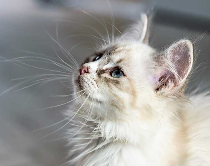 alimentazione-gatto alimentazione-gatto