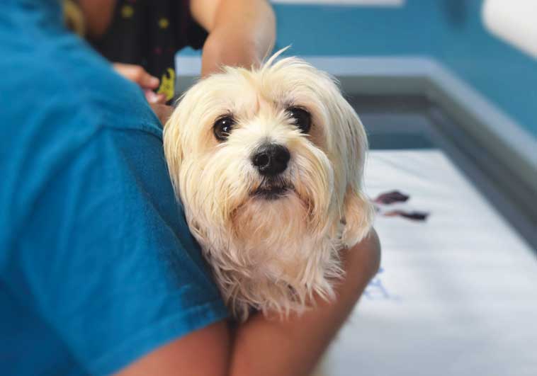 Cane dal Medico Veterinario
