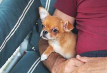 chihuahua-cane-disturbi-intestinali