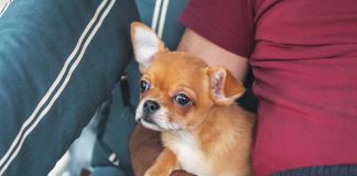 chihuahua-cane-disturbi-intestinali