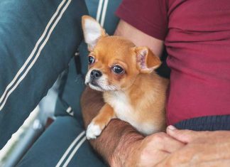 chihuahua-cane-disturbi-intestinali
