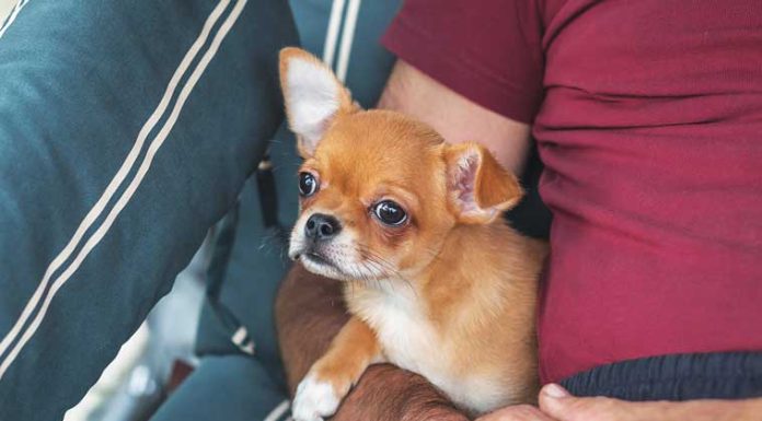 chihuahua-cane-disturbi-intestinali