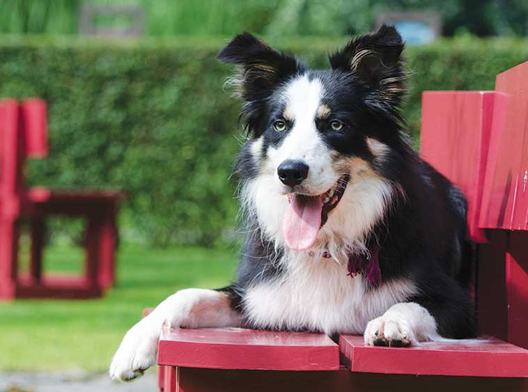 Border Collie ad un percorso di agility