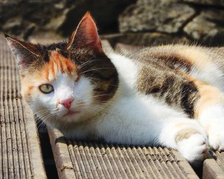 Gatto con disabilità