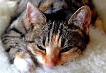gatto-potere-fusa