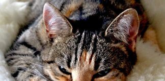 Il potere delle fusa del gatto gatto-potere-fusa