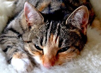 gatto-potere-fusa