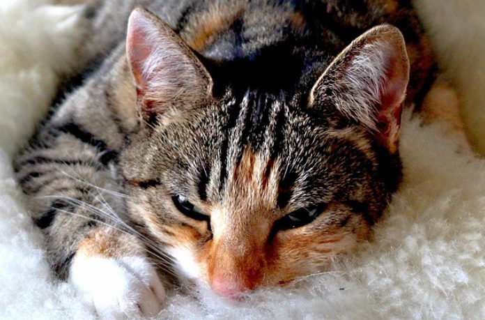 gatto-potere-fusa