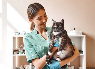Oncologia veterinaria iStock-1142169815-gatto-controllo-veterinario-oncologia