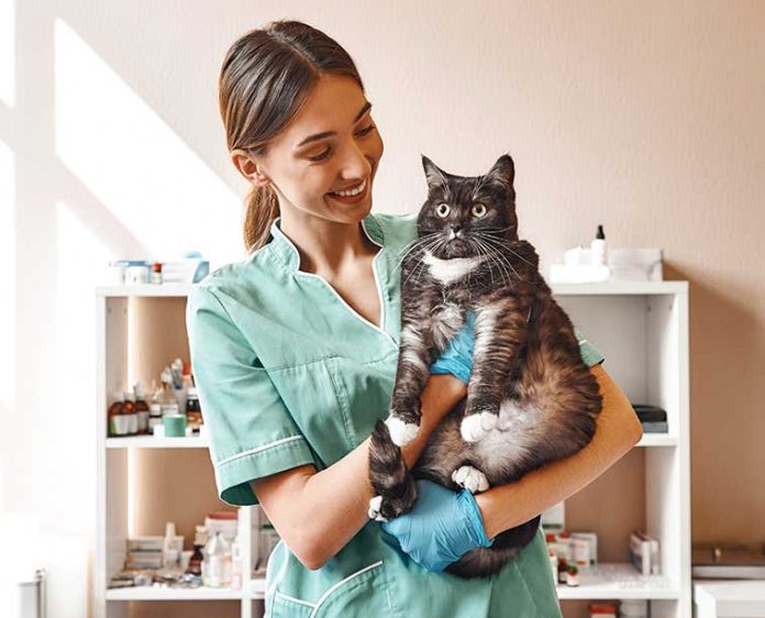 iStock-1142169815-gatto-controllo-veterinario-oncologia iStock-1142169815-gatto-controllo-veterinario-oncologia