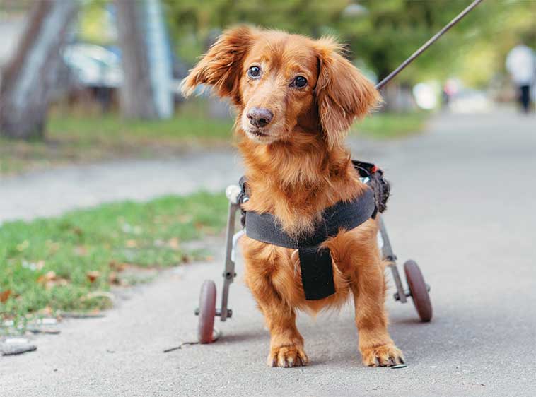 Cane con disabilità