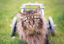 iStock-1421658025-gatto-disabile-carrelino