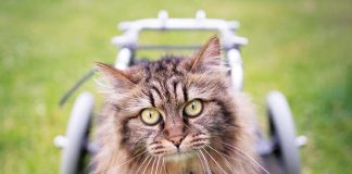 iStock-1421658025-gatto-disabile-carrelino