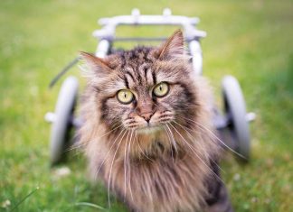 iStock-1421658025-gatto-disabile-carrelino