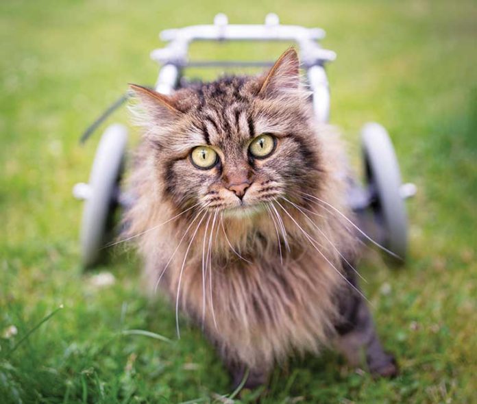iStock-1421658025-gatto-disabile-carrelino