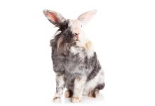 iStock-509078111-coniglio-tecnopatie