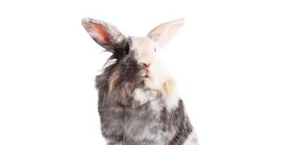 iStock-509078111-coniglio-tecnopatie