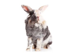 iStock-509078111-coniglio-tecnopatie