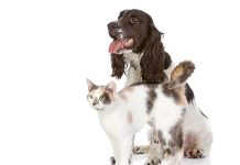 iStock-518432580-linea-prodotti-virbac