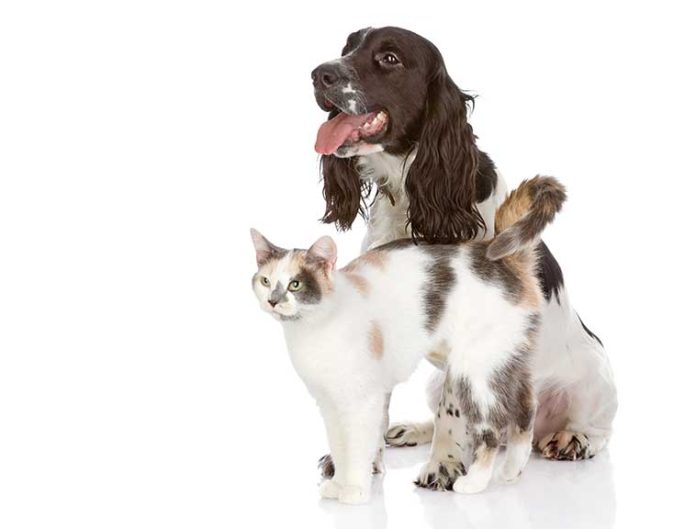 iStock-518432580-linea-prodotti-virbac