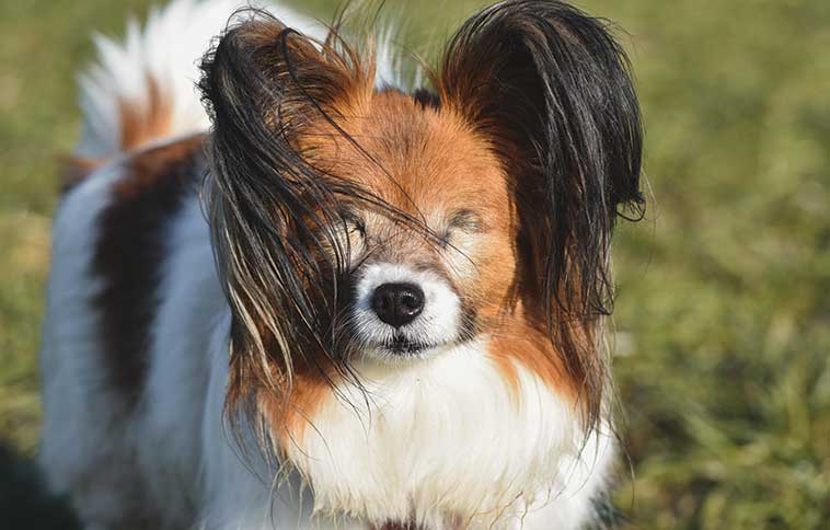 Cane cieco