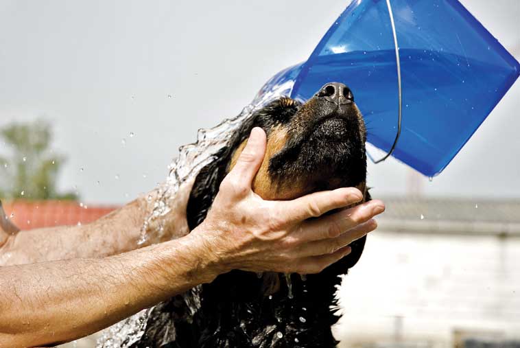 Bagno al cane