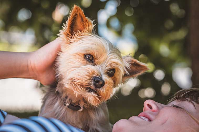 Cagnolino con la sua proprietaria