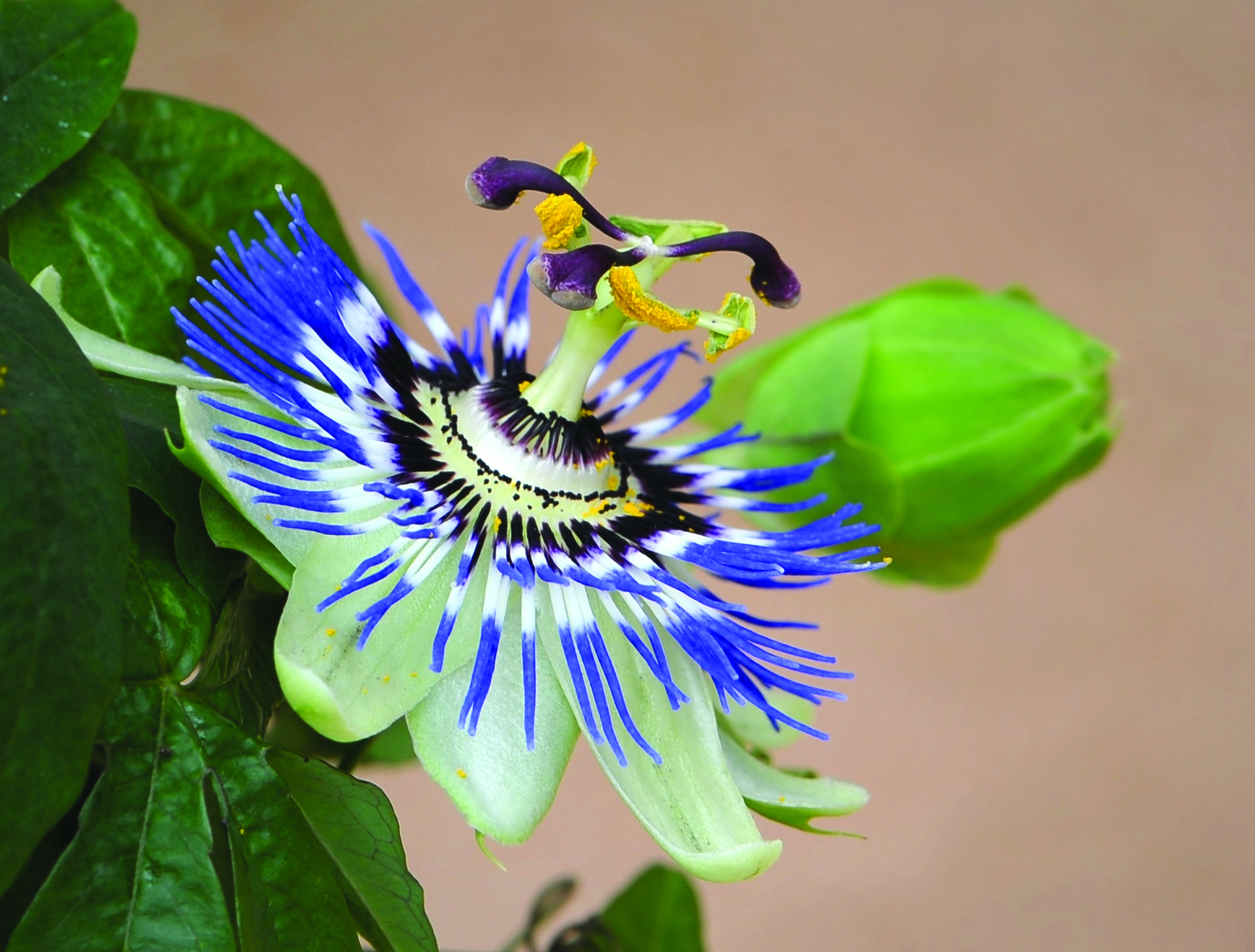 Fiore di passiflora