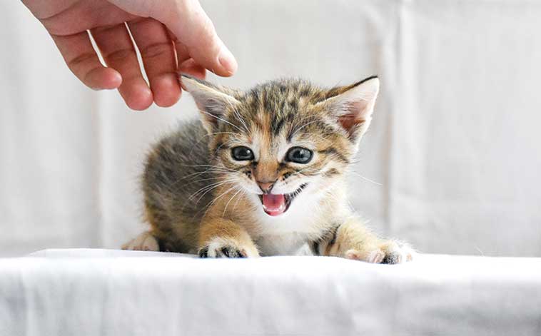 Stress nel gattino