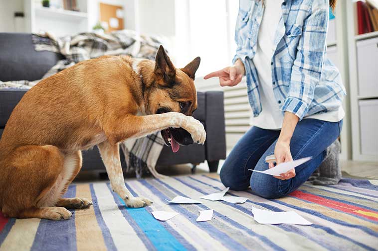 Rimproverare il cane in caso di danni