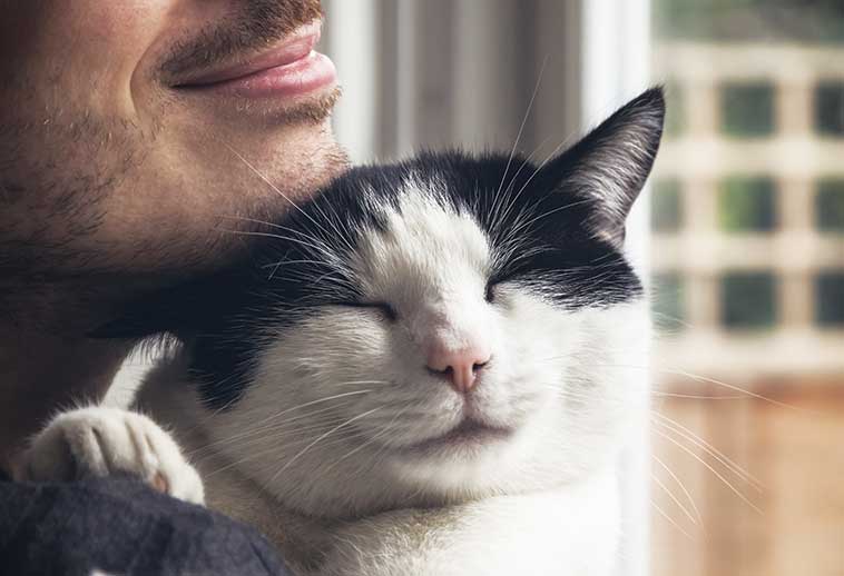Gatto sereno in braccio al proprietario