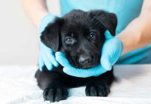 iStock-1327059354-abiturare-cucciolo-alle-manipolazioni