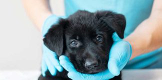 iStock-1327059354-abiturare-cucciolo-alle-manipolazioni