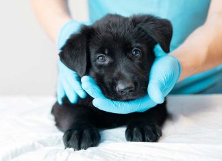 Le MANIPOLAZIONI iStock-1327059354-abiturare-cucciolo-alle-manipolazioni