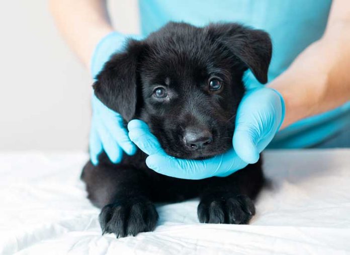 iStock-1327059354-abiturare-cucciolo-alle-manipolazioni