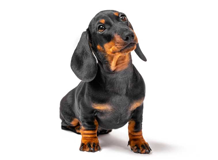 Comportamento cane con funzionamento cerebrale non neurotipico