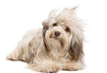 Come pulire e curare il pelo in modo naturale iStock-177131894-cura-pelo-cane-prodotti-naturali